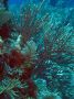 AmbergrisCaye05 - 059